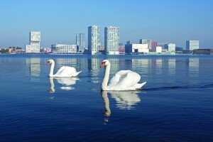skyline zwanen